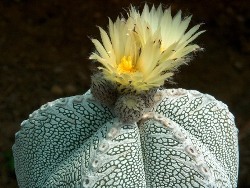 Astrophytum_myriostigma